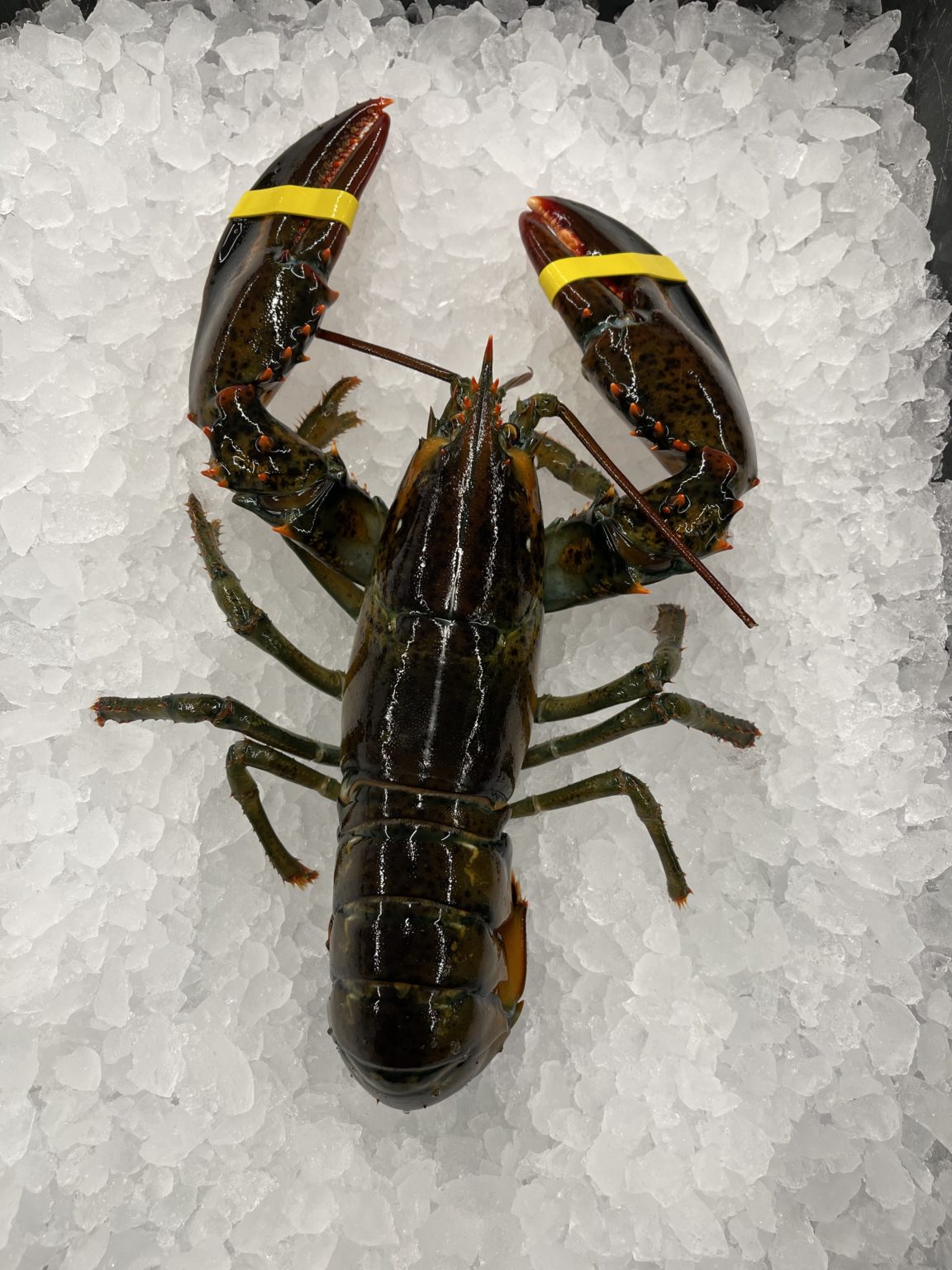 1.5 LB Lobsters - Lobster Maine-ia