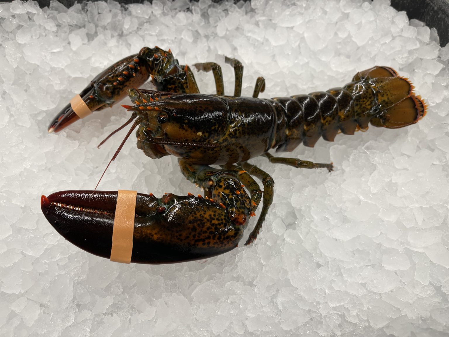 1 LB (chix) Lobsters Lobster Maineia