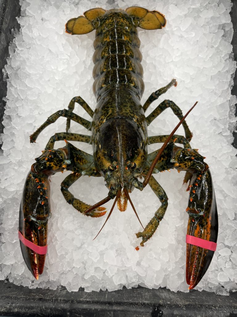 23 LB Lobsters Lobster Maineia