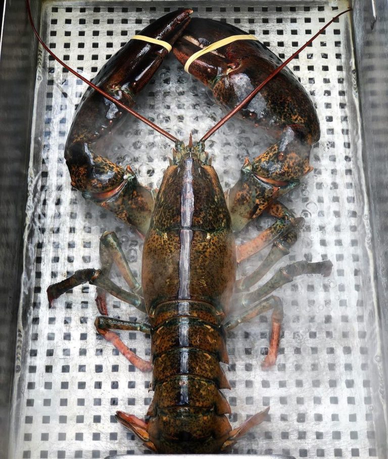 3+ LB Lobsters Lobster Maineia