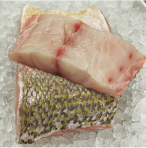 Golden Tilefish
