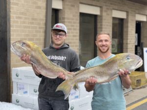 Golden Tilefish - Image 2
