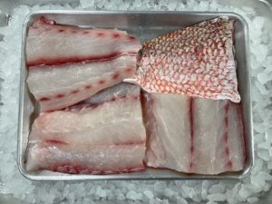 American Red Snapper